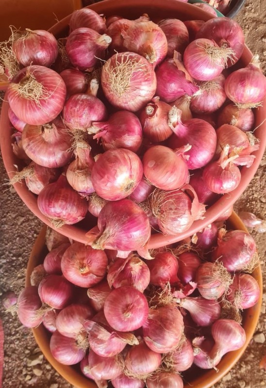 Red Onion from India from India